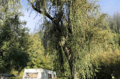 Schwarzwald Camping Altensteig: Oldtimer Wohnmobil steht auf einer Wiese