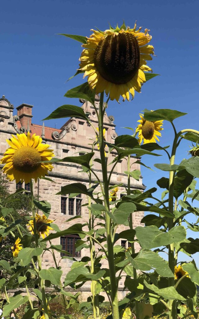 Bunter Wildblumen Garten mit Blick auf die Sandsteinmauern der Burg Cadolzburg