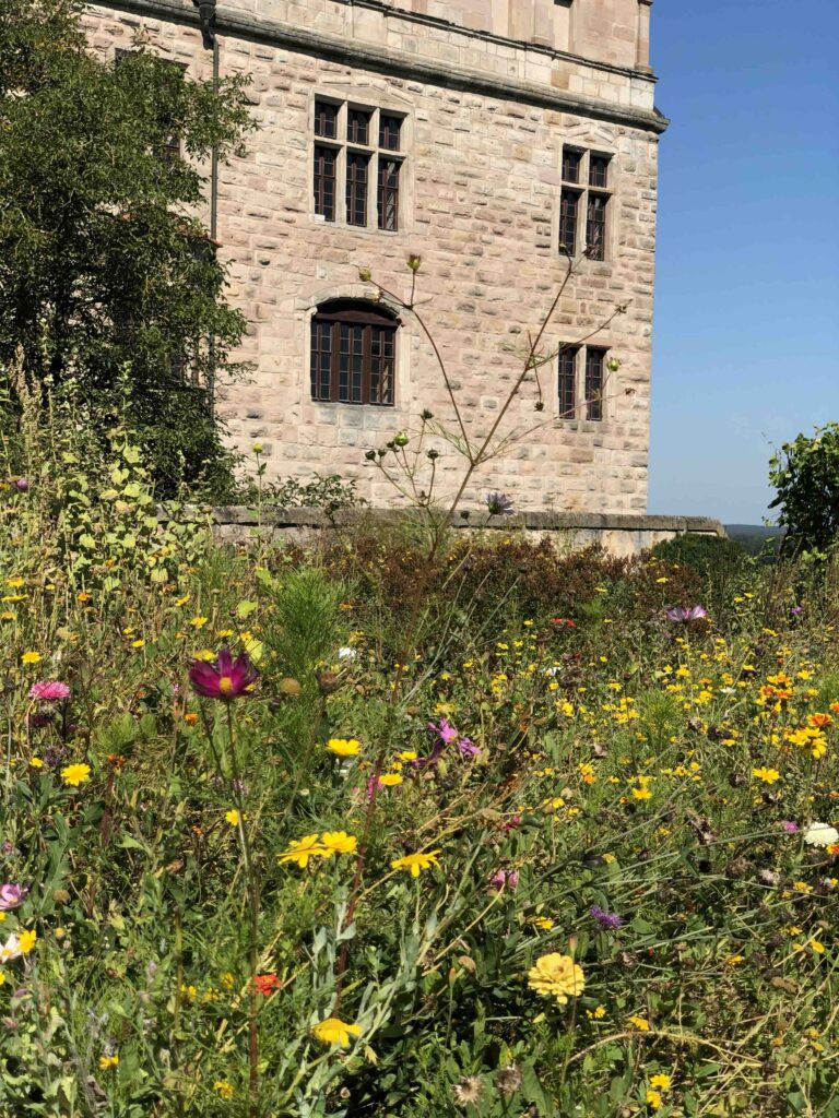 Bunter Wildblumen Garten mit Blick auf die Sandsteinmauern der Burg Cadolzburg