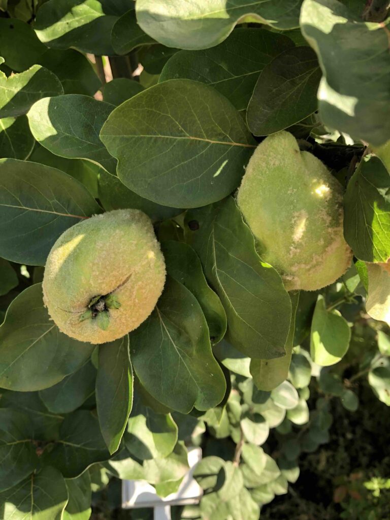 Quitten Früchte am Baum