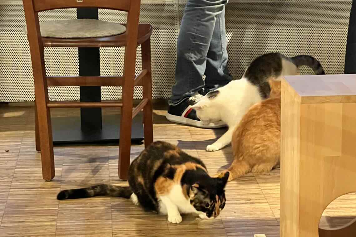 Katzentempel in Nürnberg